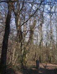 1 vue (ouvre la visionneuse)