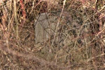 1 vue (ouvre la visionneuse)