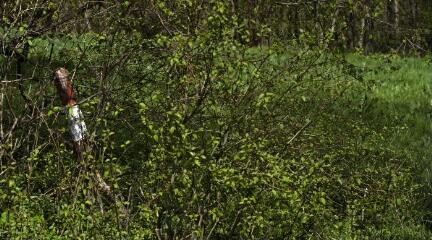 1 vue (ouvre la visionneuse)