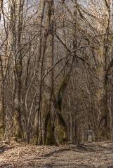 1 vue (ouvre la visionneuse)