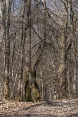 1 vue (ouvre la visionneuse)