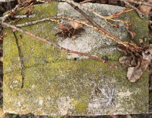 1 vue (ouvre la visionneuse)