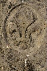 1 vue (ouvre la visionneuse)