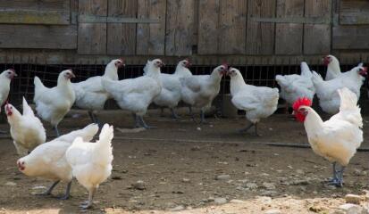 1 vue (ouvre la visionneuse)