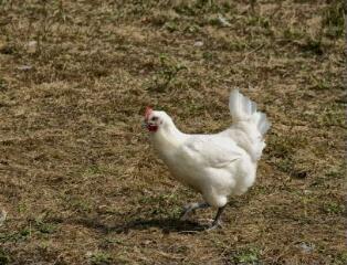 1 vue (ouvre la visionneuse)