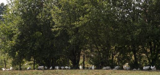 1 vue (ouvre la visionneuse)