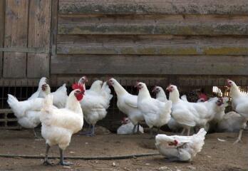 1 vue (ouvre la visionneuse)