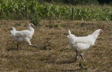 1 vue (ouvre la visionneuse)