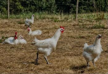 1 vue (ouvre la visionneuse)