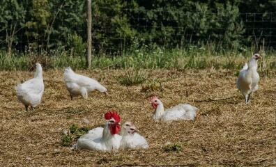 1 vue (ouvre la visionneuse)
