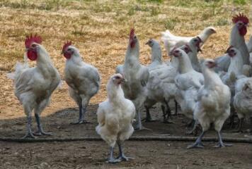 1 vue (ouvre la visionneuse)