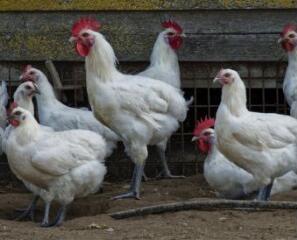 1 vue (ouvre la visionneuse)