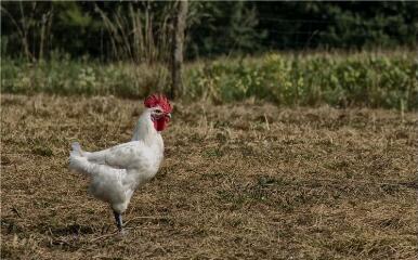 1 vue (ouvre la visionneuse)