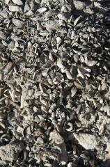 1 vue (ouvre la visionneuse)