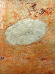 1 vue (ouvre la visionneuse)