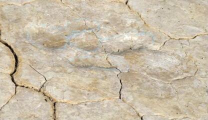 1 vue (ouvre la visionneuse)