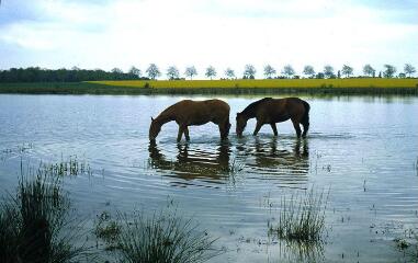 1 vue (ouvre la visionneuse)