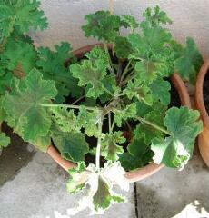 1 vue (ouvre la visionneuse)