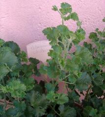 1 vue (ouvre la visionneuse)