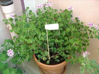 1 vue (ouvre la visionneuse)