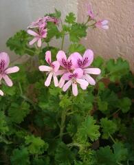 1 vue (ouvre la visionneuse)