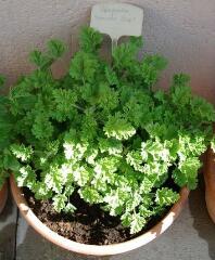 1 vue (ouvre la visionneuse)