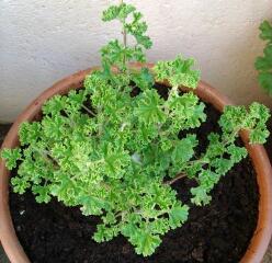 1 vue (ouvre la visionneuse)