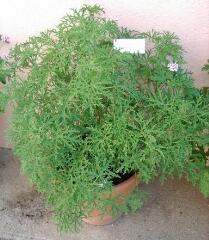 1 vue (ouvre la visionneuse)