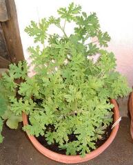 1 vue (ouvre la visionneuse)