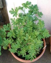 1 vue (ouvre la visionneuse)