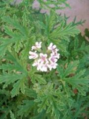 1 vue (ouvre la visionneuse)