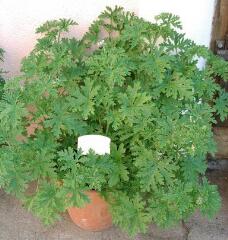 1 vue (ouvre la visionneuse)