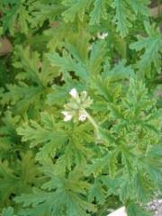 1 vue (ouvre la visionneuse)