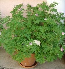 1 vue (ouvre la visionneuse)