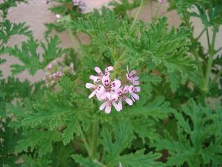 1 vue (ouvre la visionneuse)