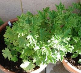 1 vue (ouvre la visionneuse)