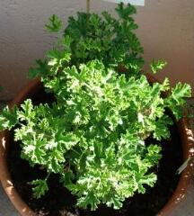 1 vue (ouvre la visionneuse)