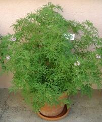 1 vue (ouvre la visionneuse)