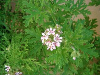 1 vue (ouvre la visionneuse)