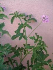 1 vue (ouvre la visionneuse)