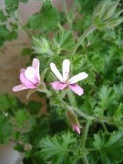 1 vue (ouvre la visionneuse)