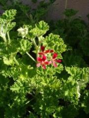 1 vue (ouvre la visionneuse)