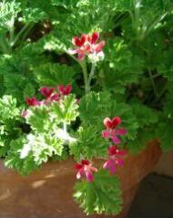 1 vue (ouvre la visionneuse)