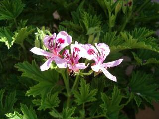 1 vue (ouvre la visionneuse)