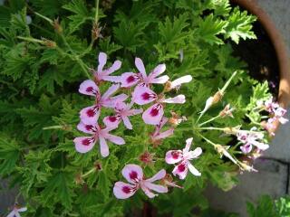 1 vue (ouvre la visionneuse)