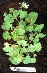 1 vue (ouvre la visionneuse)