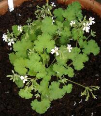 1 vue (ouvre la visionneuse)