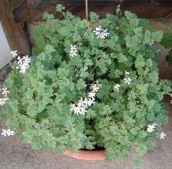 1 vue (ouvre la visionneuse)