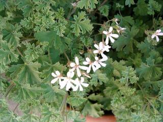 1 vue (ouvre la visionneuse)