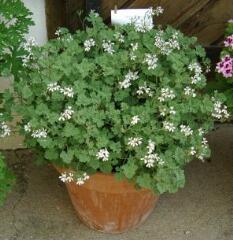 1 vue (ouvre la visionneuse)